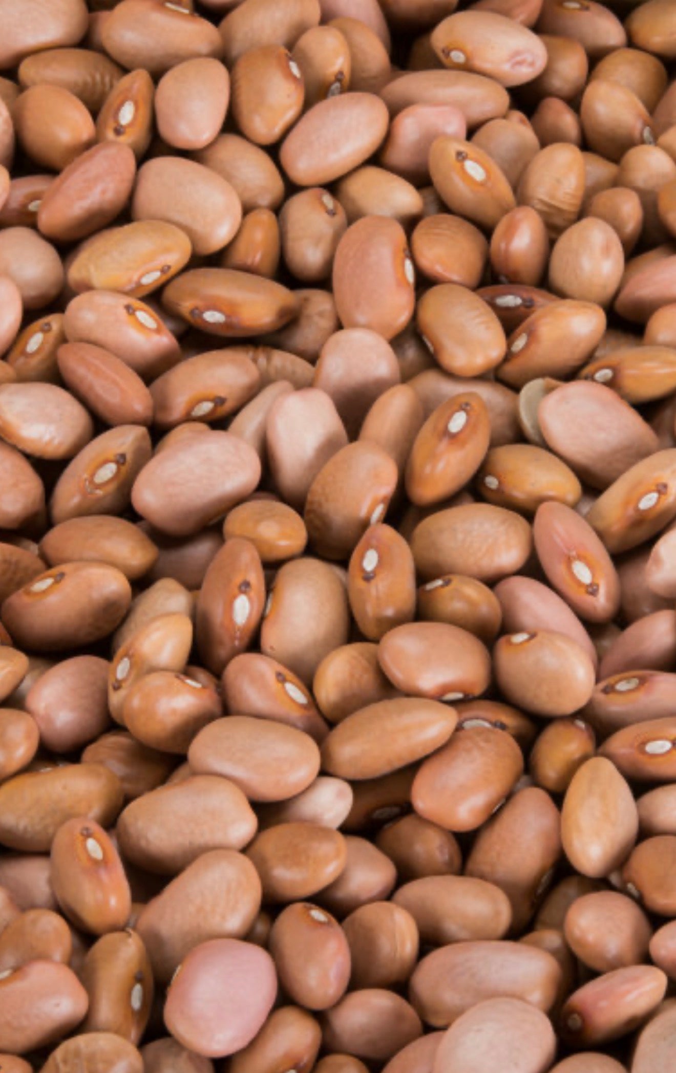 Fresh Brown Beans | 5lb |10lb | 20lb