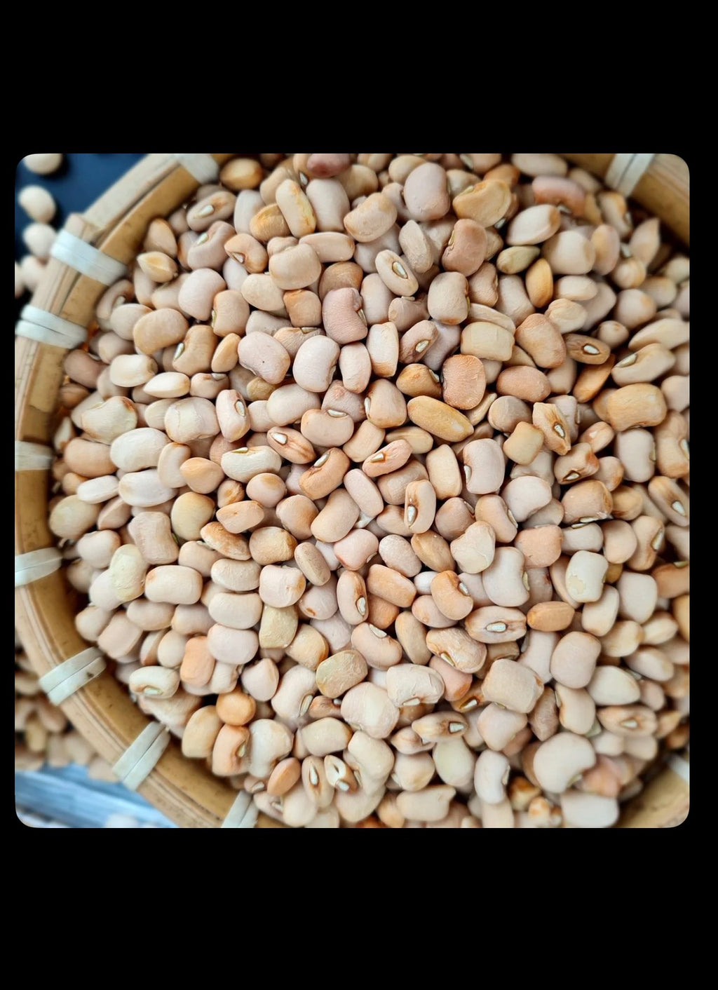 FRESH HONEY BEANS | Ewa Oloyin | 5LB | 10LB | 20LB