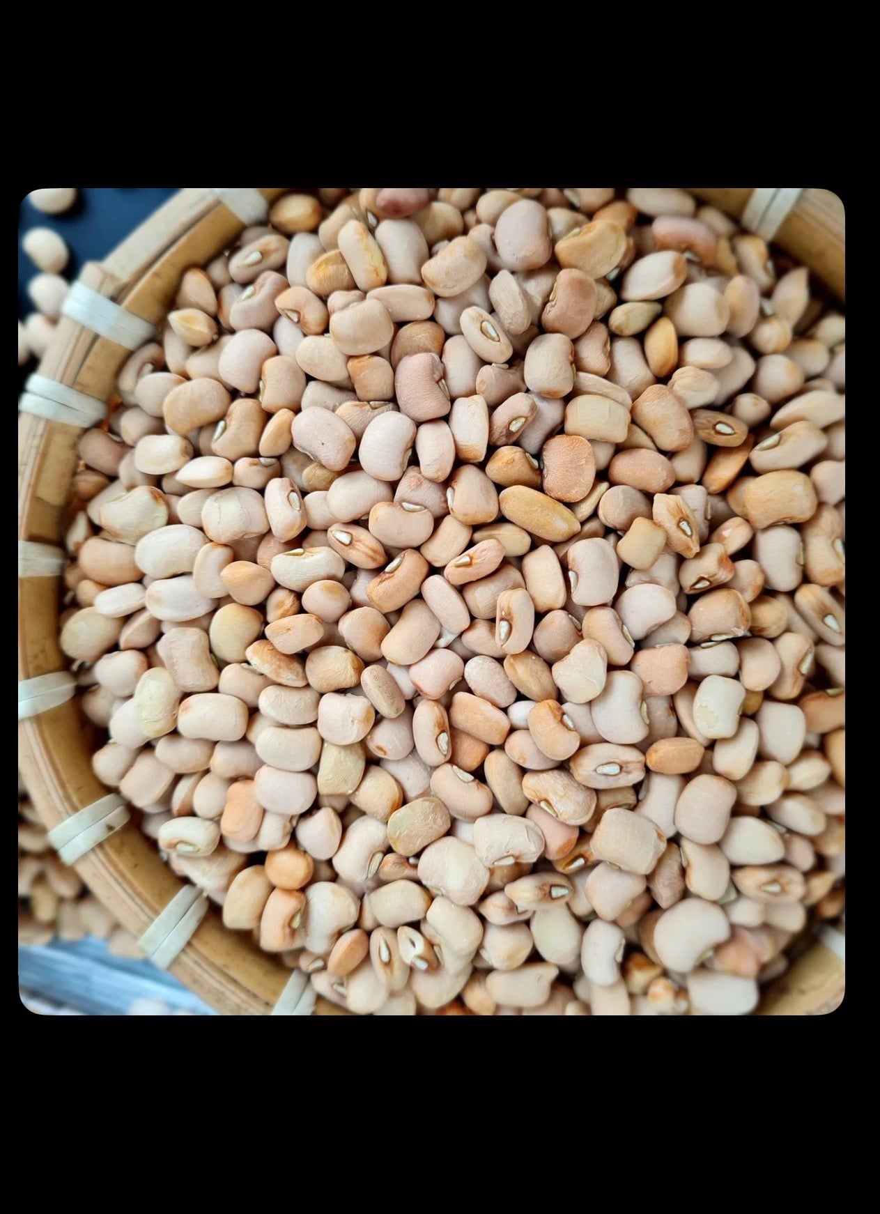 FRESH HONEY BEANS | Ewa Oloyin | 5LB | 10LB | 20LB